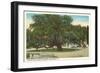 Old Oak, Magnolia Cemetery, Charleston, South Carolina-null-Framed Art Print