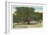 Old Oak, Magnolia Cemetery, Charleston, South Carolina-null-Framed Art Print