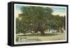 Old Oak, Magnolia Cemetery, Charleston, South Carolina-null-Framed Stretched Canvas