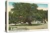 Old Oak, Magnolia Cemetery, Charleston, South Carolina-null-Stretched Canvas