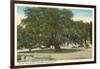 Old Oak, Magnolia Cemetery, Charleston, South Carolina-null-Framed Art Print