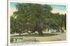 Old Oak, Magnolia Cemetery, Charleston, South Carolina-null-Stretched Canvas