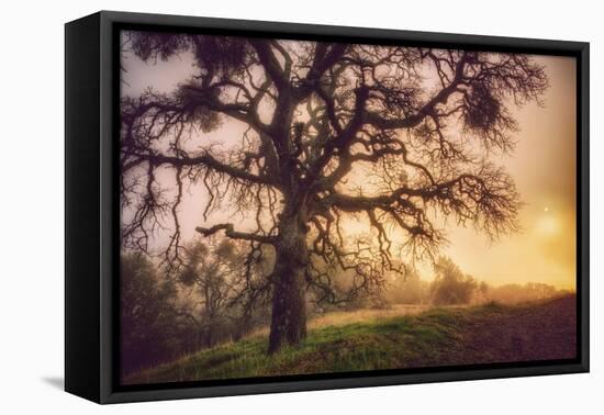 Old Oak, Sun and Fog, Mount Diablo-Vincent James-Framed Stretched Canvas