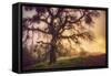 Old Oak, Sun and Fog, Mount Diablo-Vincent James-Framed Stretched Canvas