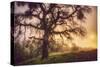 Old Oak, Sun and Fog, Mount Diablo-Vincent James-Stretched Canvas