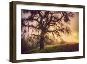 Old Oak, Sun and Fog, Mount Diablo-Vincent James-Framed Photographic Print