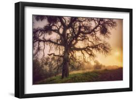 Old Oak, Sun and Fog, Mount Diablo-Vincent James-Framed Photographic Print