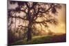 Old Oak, Sun and Fog, Mount Diablo-Vincent James-Mounted Photographic Print