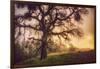 Old Oak, Sun and Fog, Mount Diablo-Vincent James-Framed Photographic Print