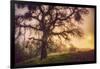 Old Oak, Sun and Fog, Mount Diablo-Vincent James-Framed Photographic Print