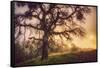 Old Oak, Sun and Fog, Mount Diablo-Vincent James-Framed Stretched Canvas