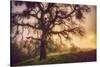 Old Oak, Sun and Fog, Mount Diablo-Vincent James-Stretched Canvas