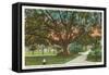 Old Oak, Tampa, Florida-null-Framed Stretched Canvas