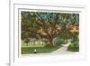 Old Oak, Tampa, Florida-null-Framed Art Print