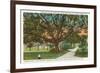 Old Oak, Tampa, Florida-null-Framed Art Print