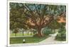 Old Oak, Tampa, Florida-null-Mounted Art Print