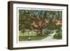 Old Oak, Tampa, Florida-null-Framed Art Print