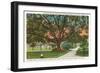 Old Oak, Tampa, Florida-null-Framed Art Print