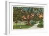 Old Oak, Tampa, Florida-null-Framed Art Print