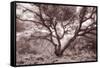 Old Oak Tree in the Oakland Hills-Vincent James-Framed Stretched Canvas