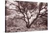 Old Oak Tree in the Oakland Hills-Vincent James-Stretched Canvas