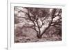 Old Oak Tree in the Oakland Hills-Vincent James-Framed Photographic Print