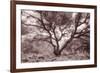 Old Oak Tree in the Oakland Hills-Vincent James-Framed Photographic Print