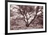 Old Oak Tree in the Oakland Hills-Vincent James-Framed Photographic Print