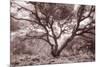 Old Oak Tree in the Oakland Hills-Vincent James-Mounted Photographic Print