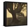 Old Oak Tree on Tree Lined Road-Kevin Cruff-Framed Stretched Canvas