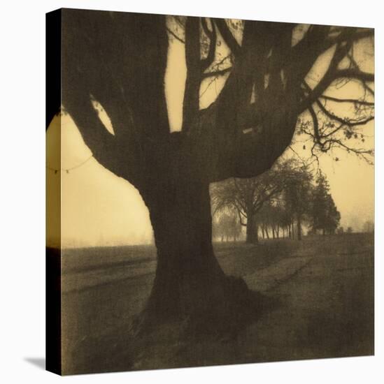 Old Oak Tree on Tree Lined Road-Kevin Cruff-Stretched Canvas