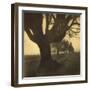 Old Oak Tree on Tree Lined Road-Kevin Cruff-Framed Photographic Print