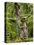 Old oak, Urwald Sababurg, Reinhardswald, Hessia, Germany-Michael Jaeschke-Stretched Canvas