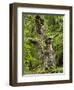 Old oak, Urwald Sababurg, Reinhardswald, Hessia, Germany-Michael Jaeschke-Framed Photographic Print