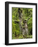 Old oak, Urwald Sababurg, Reinhardswald, Hessia, Germany-Michael Jaeschke-Framed Photographic Print