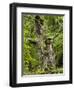 Old oak, Urwald Sababurg, Reinhardswald, Hessia, Germany-Michael Jaeschke-Framed Photographic Print
