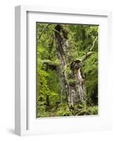 Old oak, Urwald Sababurg, Reinhardswald, Hessia, Germany-Michael Jaeschke-Framed Photographic Print