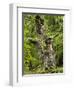 Old oak, Urwald Sababurg, Reinhardswald, Hessia, Germany-Michael Jaeschke-Framed Photographic Print