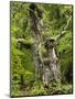 Old oak, Urwald Sababurg, Reinhardswald, Hessia, Germany-Michael Jaeschke-Mounted Photographic Print