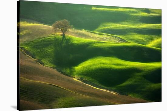 Old Oak-Marcin Sobas-Stretched Canvas