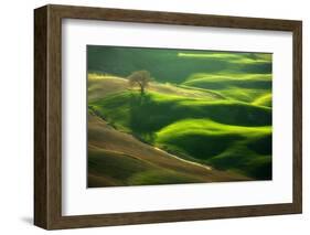 Old Oak-Marcin Sobas-Framed Photographic Print