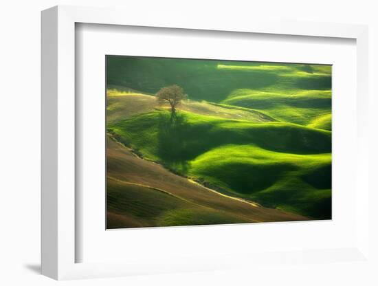 Old Oak-Marcin Sobas-Framed Photographic Print