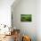 Old Oak-Marcin Sobas-Photographic Print displayed on a wall
