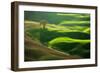 Old Oak-Marcin Sobas-Framed Photographic Print