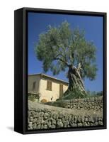 Old Olive Tree in the Garden of a Village House in Deya, Majorca, Balearic Islands, Spain, Europe-Tomlinson Ruth-Framed Stretched Canvas