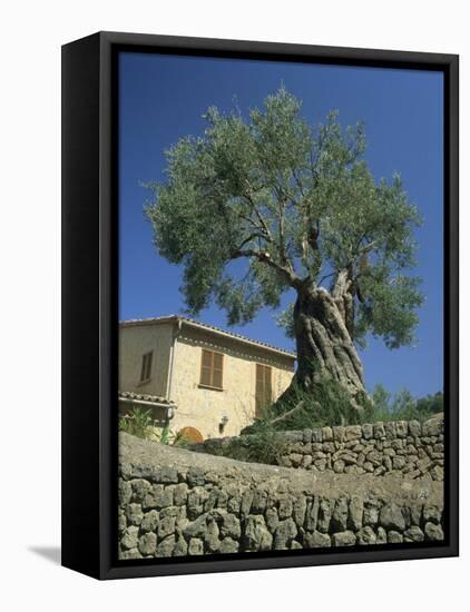 Old Olive Tree in the Garden of a Village House in Deya, Majorca, Balearic Islands, Spain, Europe-Tomlinson Ruth-Framed Stretched Canvas