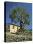 Old Olive Tree in the Garden of a Village House in Deya, Majorca, Balearic Islands, Spain, Europe-Tomlinson Ruth-Stretched Canvas
