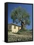 Old Olive Tree in the Garden of a Village House in Deya, Majorca, Balearic Islands, Spain, Europe-Tomlinson Ruth-Framed Stretched Canvas