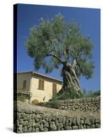 Old Olive Tree in the Garden of a Village House in Deya, Majorca, Balearic Islands, Spain, Europe-Tomlinson Ruth-Stretched Canvas