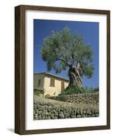 Old Olive Tree in the Garden of a Village House in Deya, Majorca, Balearic Islands, Spain, Europe-Tomlinson Ruth-Framed Photographic Print